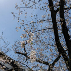 「先週末は
 目黒川の桜を見に....🌸
…」(7枚目)