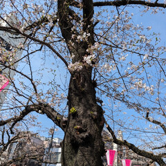 「先週末は
 目黒川の桜を見に....🌸
…」(6枚目)