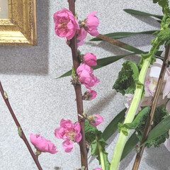 「玄関に桃の花🌸を
飾り〜春を感じる様にな…」(2枚目)