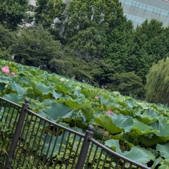 綺麗だった 行ってみたかった

不忍池の蓮を
見にい…(6枚目)