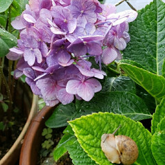 我が家の庭の花/紫陽花とカタツムリ/かたつむり/梅雨時期 帰宅🏡したら
玄関にかたつむりが…🐌😲💦…(2枚目)