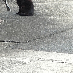 地域猫　黒/保護猫＆サクラ耳猫/猫との暮らし＆多頭飼い/可愛いニャンズ達 まるちゃさ〜ん
短足くろちゃん、写真撮れ…(2枚目)