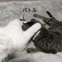 疲れた〜/保護猫＆サクラ耳猫/猫との暮らし＆多頭飼い 曇り時々晴れだけど、暑かった🥵

寝るの…(5枚目)