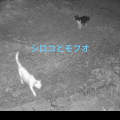 猫用防犯カメラ/真夜中のデート/猫との暮らし＆多頭飼い/さくら耳猫　かわいいよ〜/保護子猫/モーモー大活躍 今日は、何もしないかと思ったけど
9時に…(5枚目)