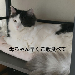 可愛い元野良猫達/保護猫&amp;さくら耳猫/猫との暮らし&amp;多頭飼い はぁ( ´Д｀)=3また寒っ
足腰痛っ💦…(2枚目)