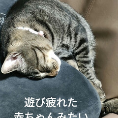 ニャンズありがとう〜/保護猫＆サクラ耳猫/猫との暮らし＆多頭飼い 今日は、父のリースベッドマットを変えても…(6枚目)