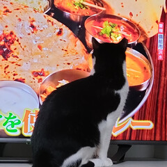 猫のためのYouTube/テレビにハマった猫/消せるひらがなノート/孫　お勉強/サクラ耳猫＆保護猫出身/猫との暮らし＆多頭飼い/... 今年は、もう多肉ちゃんが
高温障害　焼け…(8枚目)