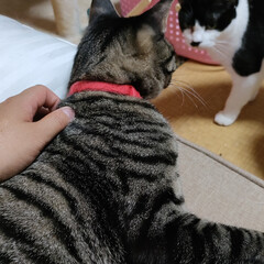 首が回らない/猫の居る暮らし＆多頭飼い/ニャンズ大移動/工事早く終わっておくれ/ニャンズごめんよ〜/キッチン 色んな意味で、首が回らな〜い😵
むち打ち…(5枚目)