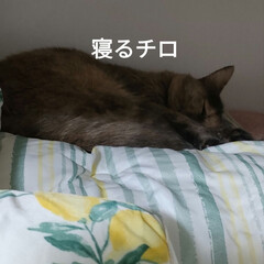 臭すぎて〜ビックリ/猫との暮らし＆多頭飼い/保護猫＆サクラ耳猫/疲れた〜 蒸し暑い〜😵
クーラーつけても微妙💦
除…(9枚目)