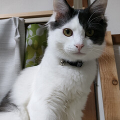 親の介護愚痴/セリア/ペットヒーターカバー/猫の居る暮らし&多頭飼い/サクラ耳猫&保護猫/ハンドメイド 今日は強風で、病院行くの寒かった😱
他所…