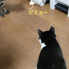 保護猫＆サクラ耳猫/猫との暮らし＆多頭飼い/可愛いニャンズ達/家庭菜園ミニ畑 デカピーマン🫑なりすぎ〜

ネズミ🐭のオ…(7枚目)