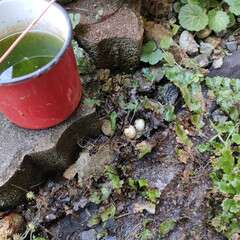 カナヘビ卵/庭のカナヘビトカゲ達/保護猫＆サクラ耳猫/猫との暮らし＆多頭飼い 今年の暑さは異常…
10年に一度の暑さと…(1枚目)