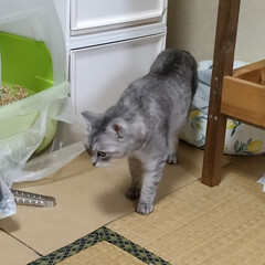 首が回らない/猫の居る暮らし＆多頭飼い/ニャンズ大移動/工事早く終わっておくれ/ニャンズごめんよ〜/キッチン 色んな意味で、首が回らな〜い😵
むち打ち…(7枚目)