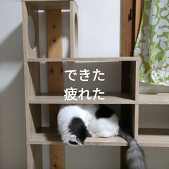 疲れた〜/保護猫＆サクラ耳猫/猫との暮らし＆多頭飼い 曇り時々晴れだけど、暑かった🥵

寝るの…(7枚目)