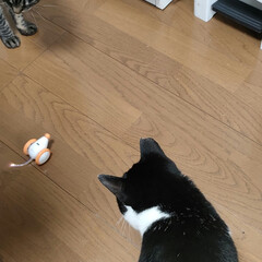 保護猫＆サクラ耳猫/猫との暮らし＆多頭飼い/可愛いニャンズ達/家庭菜園ミニ畑 デカピーマン🫑なりすぎ〜

ネズミ🐭のオ…(6枚目)