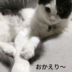 臭すぎて〜ビックリ/猫との暮らし＆多頭飼い/保護猫＆サクラ耳猫/疲れた〜 蒸し暑い〜😵
クーラーつけても微妙💦
除…(2枚目)