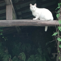 臭すぎて〜ビックリ/猫との暮らし＆多頭飼い/保護猫＆サクラ耳猫/疲れた〜 蒸し暑い〜😵
クーラーつけても微妙💦
除…(1枚目)