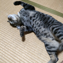 オラオラ系猫/ヘビーな残暑/猫の居る暮らし＆多頭飼い/顔が痛い/バタバタな日々 朝から、暑かった〜🥵
頭が重い〜💦
業者…(4枚目)