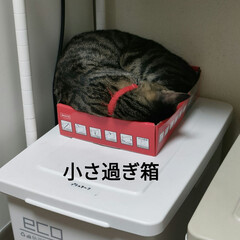 配達員さんありがとう/保護猫＆サクラ耳猫/猫との暮らし＆多頭飼い 連日の暑さと、
父の事や、熱で保育所休み…(6枚目)