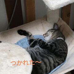 疲れた〜/保護猫＆サクラ耳猫/猫との暮らし＆多頭飼い 今日は、朝7時前から　熱の孫っち預かり😃…(8枚目)