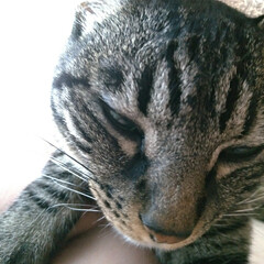 坐骨神経痛/毛布/草取り/キジトラ/保護猫/さくら耳猫/... 朝のテン テンてテン🐱
今日も日向は、…