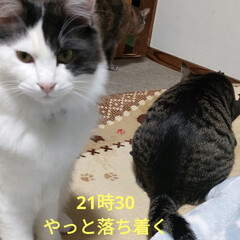 可愛い元野良猫達/ハチワレ猫　白黒コンビ/猫との暮らし&amp;多頭飼い/腹立つ母 はぁ⤵( ´Д｀)=3
今日は寝起きから…(2枚目)