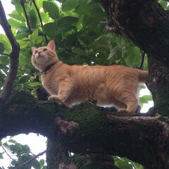 猫 家の柿の木にスイスイ登るキミタン🌳
買っ…(1枚目)