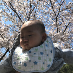 赤ちゃん/桜/春の一枚 桜🌸🌸綺麗でした‼️

昨日 実家の近く…(3枚目)