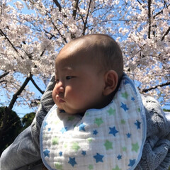 赤ちゃん/桜/春の一枚 桜🌸🌸綺麗でした‼️

昨日 実家の近く…(2枚目)