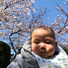 赤ちゃん/桜/春の一枚 桜🌸🌸綺麗でした‼️

昨日 実家の近く…(4枚目)