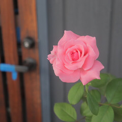 ピンク/＃薔薇 ピンクの薔薇
玄関先に一輪だけで綺麗に咲…(1枚目)