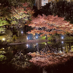 「横浜公園の庭園のライトアップ✨
メインの…」(1枚目)