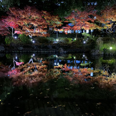 ライトアップ/公園/紅葉 横浜公園、庭園のライトアップ✨
昼も綺麗…(1枚目)