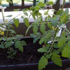 グリーン/癒し/夏野菜/プチトマト栽培/プランター/家庭菜園/... 苗を植えてから花が咲き
３倍の大きさにな…(1枚目)