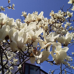 お花 今日満開に咲いてた白木蓮と駅前のお花
今…(1枚目)