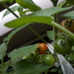 家庭菜園/暮らし/節約 プチトマト大きく育ちました。最初につけた…(2枚目)