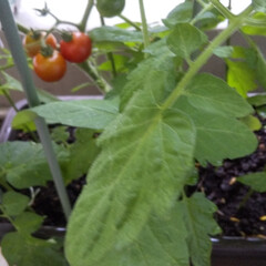 家庭菜園/暮らし/節約 プチトマト大きく育ちました。最初につけた…(1枚目)