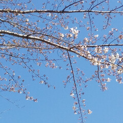 お散歩/ピンク/桜/haru/暮らし 名古屋にも桜が今年も咲きました。まだこれ…(3枚目)