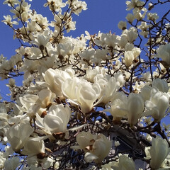 お花 今日満開に咲いてた白木蓮と駅前のお花
今…(2枚目)