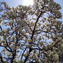 お花 今日満開に咲いてた白木蓮と駅前のお花
今…(3枚目)