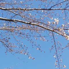 お散歩/ピンク/桜/haru/暮らし 名古屋にも桜が今年も咲きました。まだこれ…(4枚目)