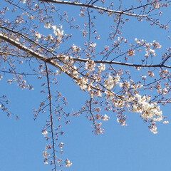 お散歩/ピンク/桜/haru/暮らし 名古屋にも桜が今年も咲きました。まだこれ…(2枚目)