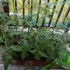 家庭菜園/暮らし/節約 プチトマト大きく育ちました。最初につけた…(3枚目)
