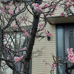 梅の花でしょうか？/ご近所に/咲いています おはようございます☀️🙋‍♀️
3月3日…(3枚目)