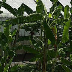 👀📷✨/バナナの花/バナナ/バナナの栽培/芦田川河川敷 河川敷のバナナを見て来ました🍌

スマホ…(3枚目)