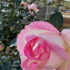 ピンクの薔薇が咲いていました/買い物に行く途中に ⛄🎄✨おはようございます❗
12月5日(…(2枚目)