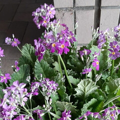 先日の/市役所玄関の/鉢植えの花/花壇の花 おはようございます☀️🙋‍♀️
2月24…(1枚目)