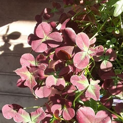 ベランダ 　うちのバーベナの2番花です🎵

お花の…(5枚目)