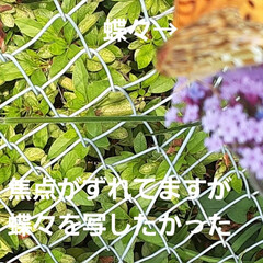 フェンス越しのお花たち/先日/出勤途中に/👀📷️✨しました おはようございます☀️🙋‍♀️
5月22…(5枚目)