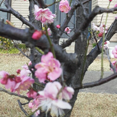 梅の花でしょうか？/ご近所に/咲いています おはようございます☀️🙋‍♀️
3月3日…(4枚目)